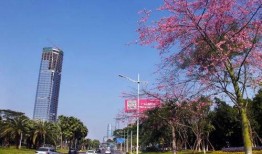 东莞国贸爆料最新消息视频,视频揭秘项目进展与亮点